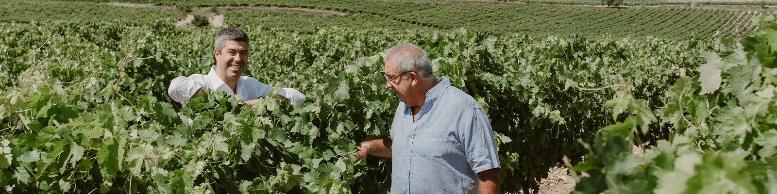 Bodegas Muriel