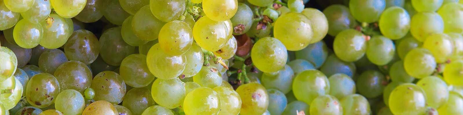 Our collection of Vermentino - Find this at Onshore Cellars your yacht wine supplier