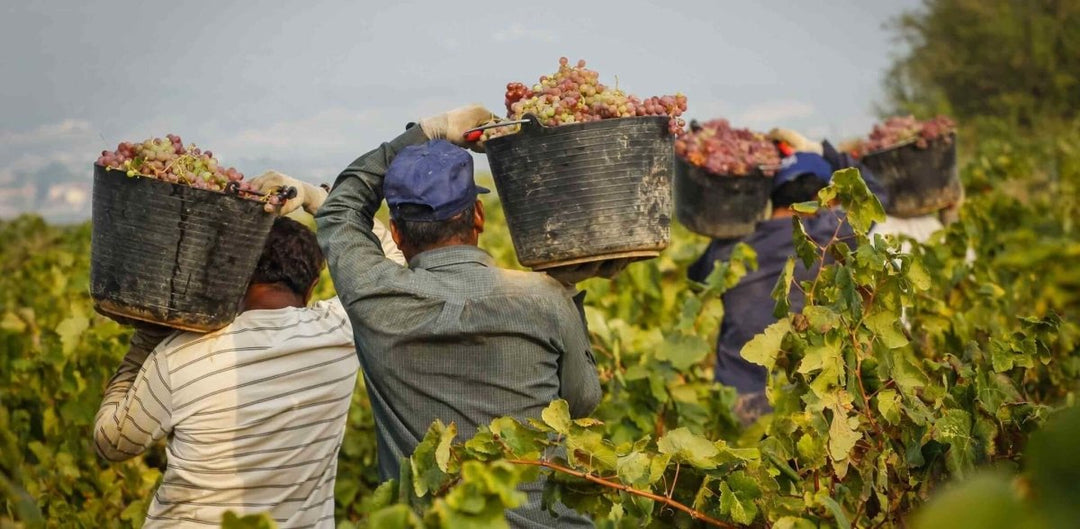 Out with the old, in with the new! - Onshore Cellars