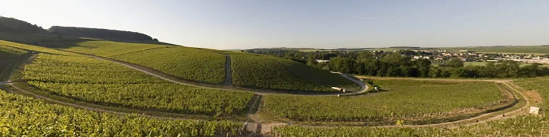 Chablis Grand Cru