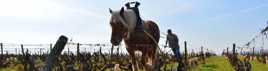 Domaine Huet Lechansonne