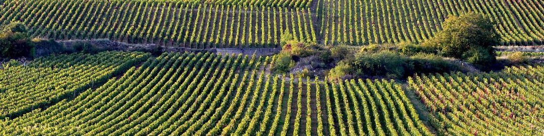 Gevrey-Chambertin