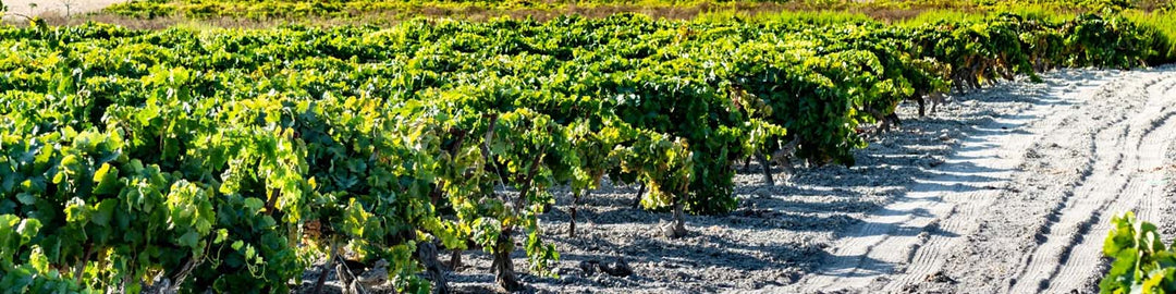 Jerez-Xeres-Sherry