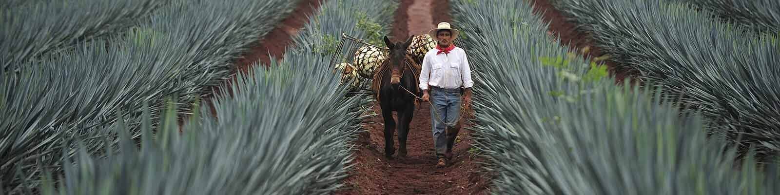 Our collection of Mexico - Find this at Onshore Cellars your yacht wine supplier