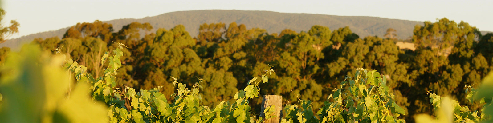 Marisco Vineyards