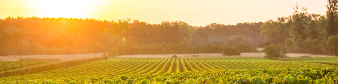 A scenic view of a vineyard at sunset with rows of grapevines under a warm orange sky. The sun glows warmly, casting long shadows over the lush, green landscape surrounded by trees.