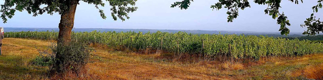 Savennières