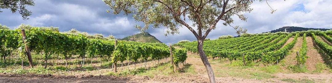 Our collection of Sicily - Find this at Onshore Cellars your yacht wine supplier