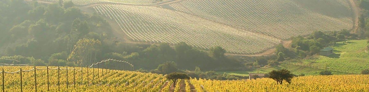 Aconcagua valley - Onshore Cellars