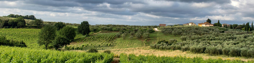 Morgon