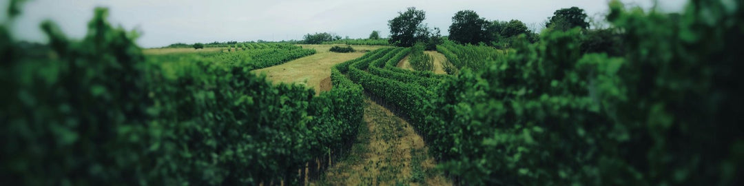 Niagara Peninsula