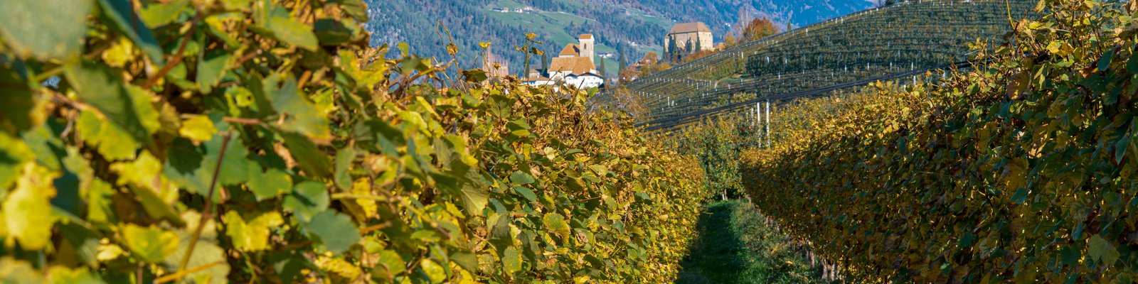 Trentino DOC