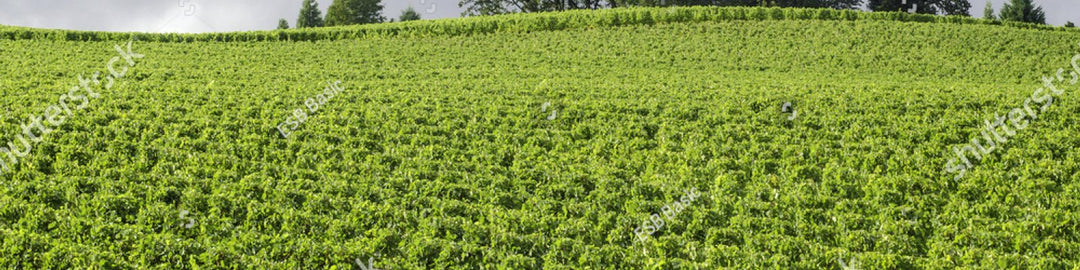 Willamette Valley
