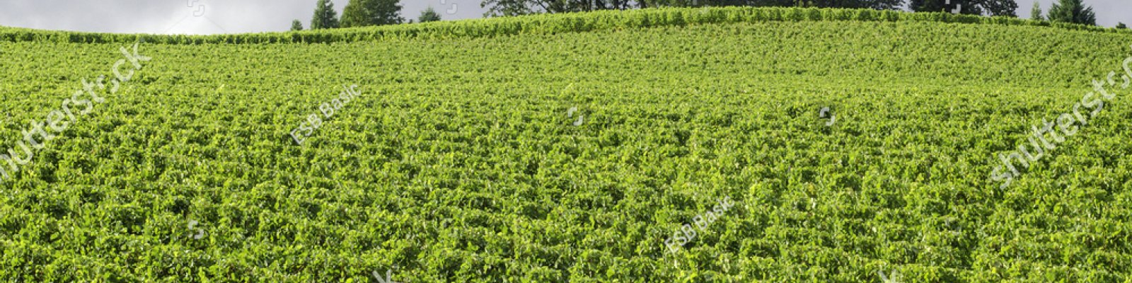 Willamette Valley