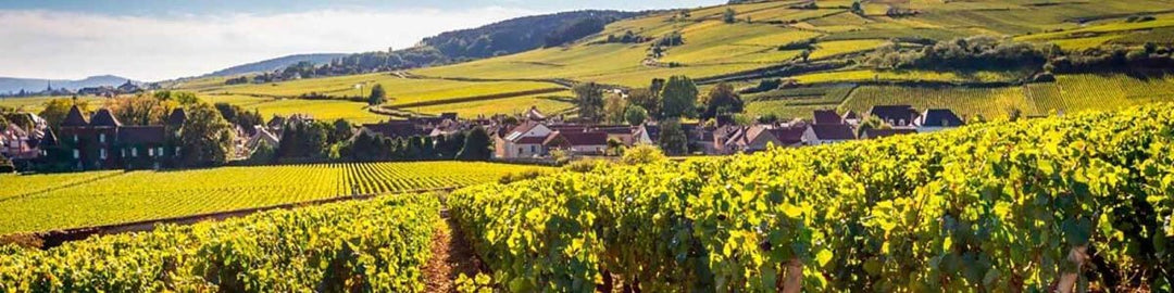 Bourgogne - Onshore Cellars