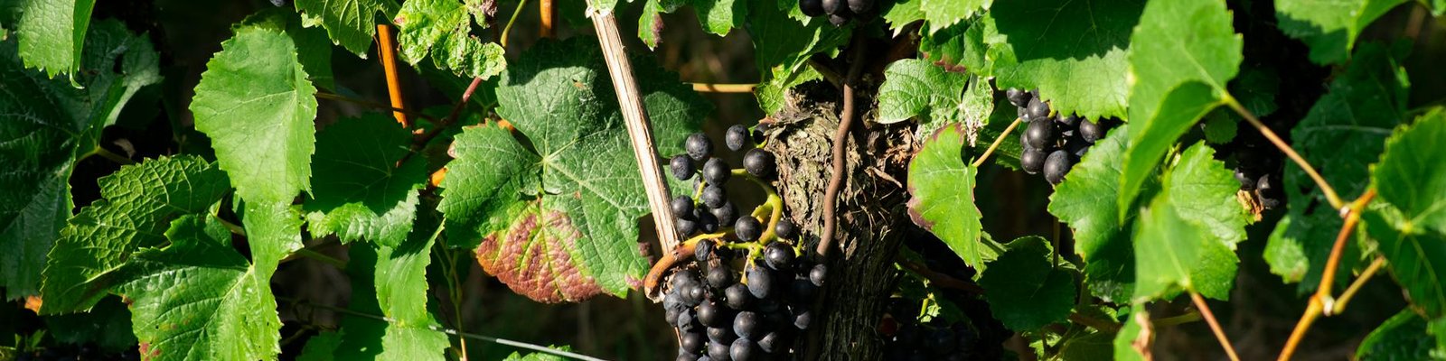 Barbera