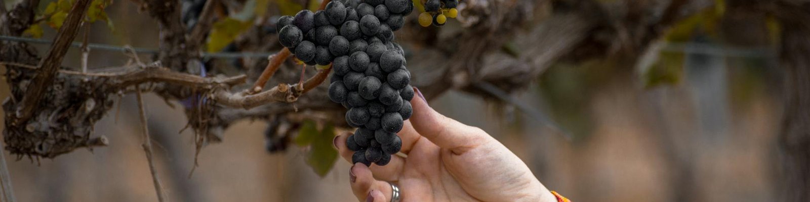 Cabernet Sauvignon