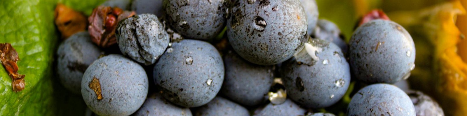 Carmenere