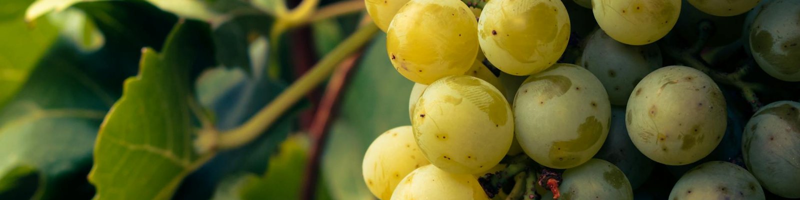 Chasselas