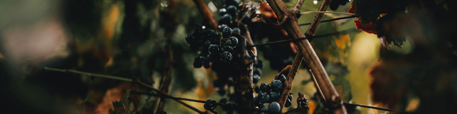 Gamay