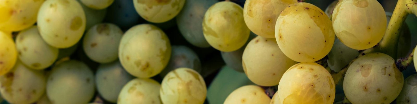 Gewurztraminer
