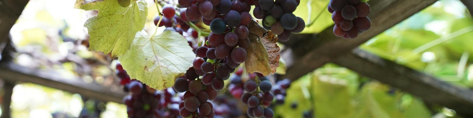 Lambrusco Maestri