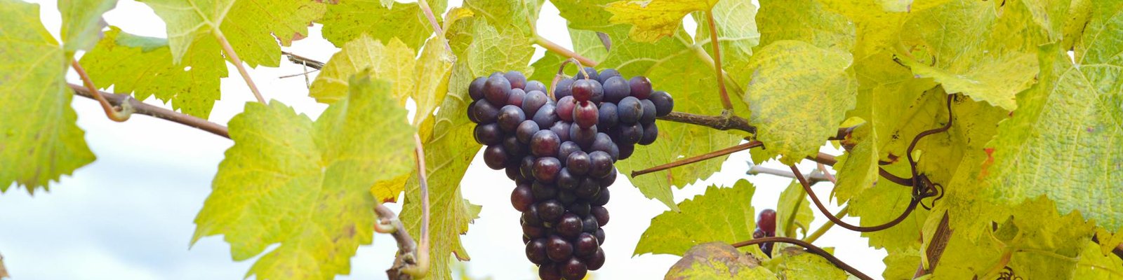 Mourvedre