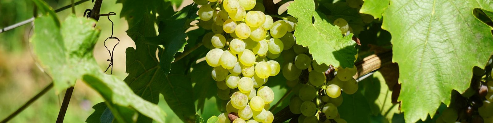 Muller Thurgau
