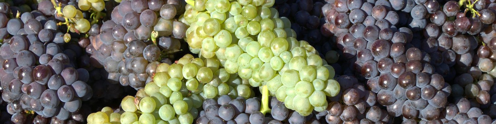 Nebbiolo