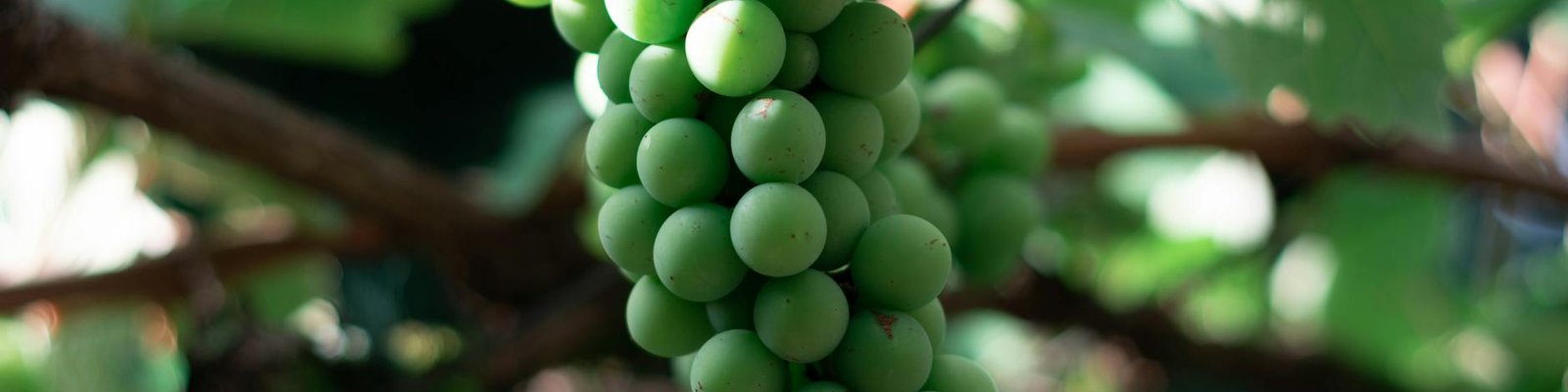 Petit Verdot