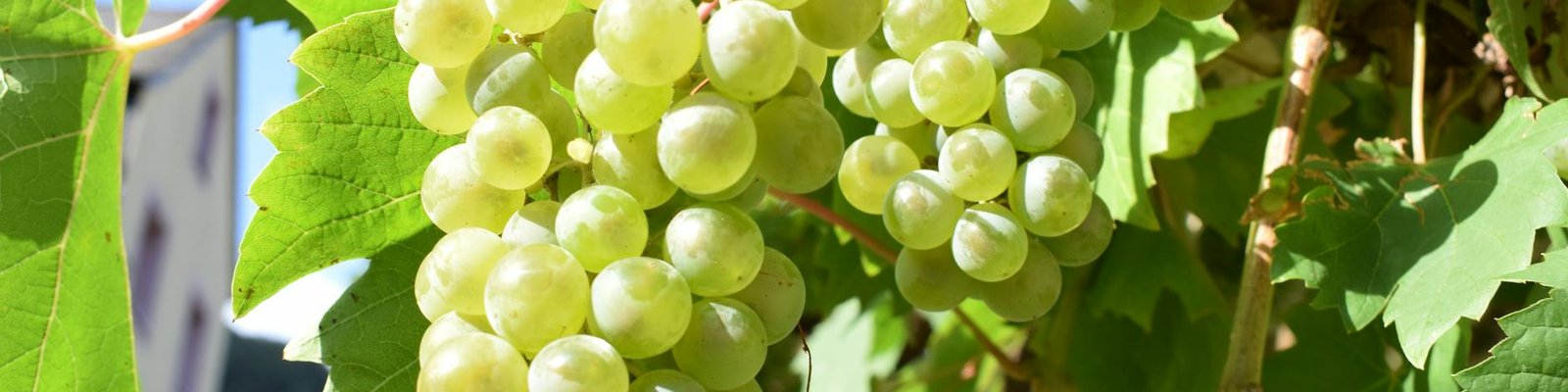 Savagnin