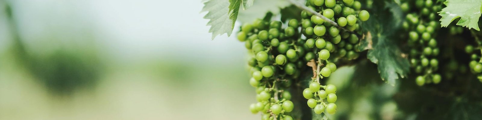 Shiraz