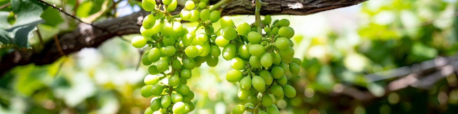 Torrontes