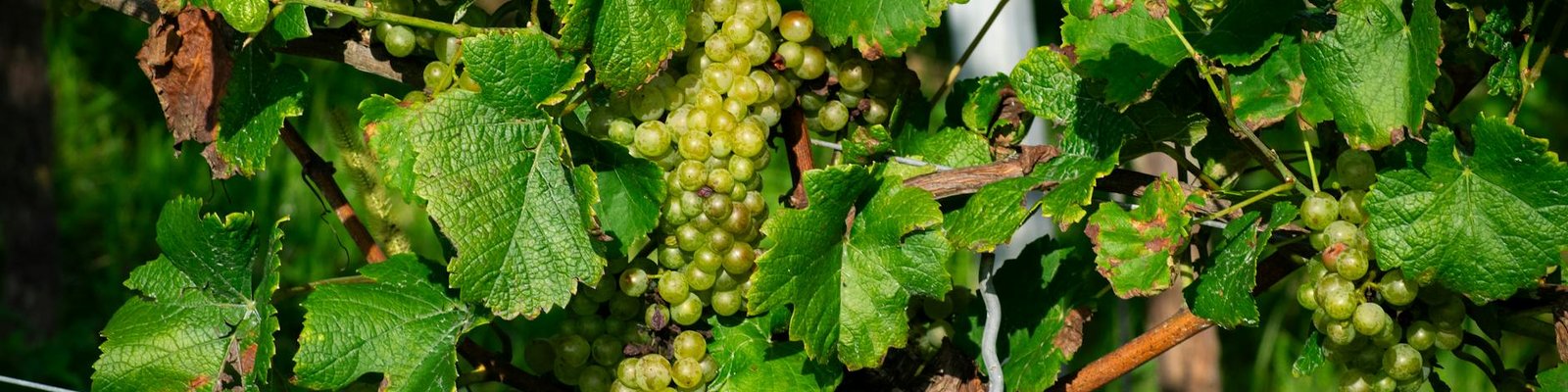 Viognier