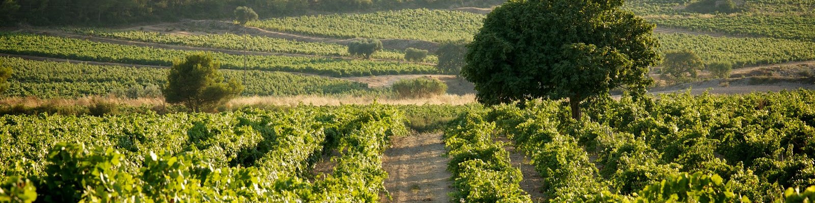 Domaine De La Bastide Blanche