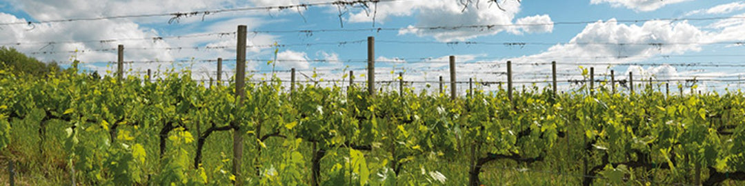 Querciabella