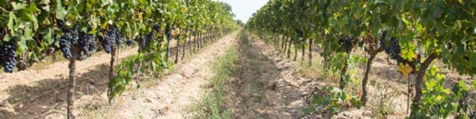 Vigneti Del Salento