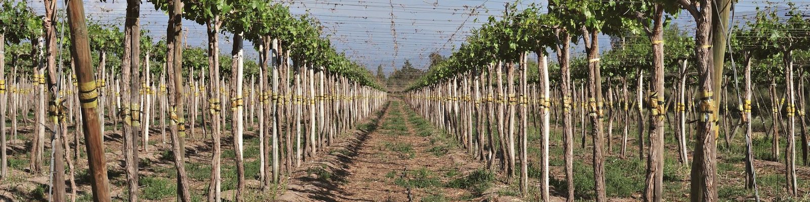 Sardinia - Red wine