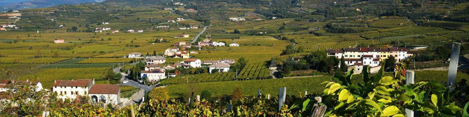 Veneto - Red wine