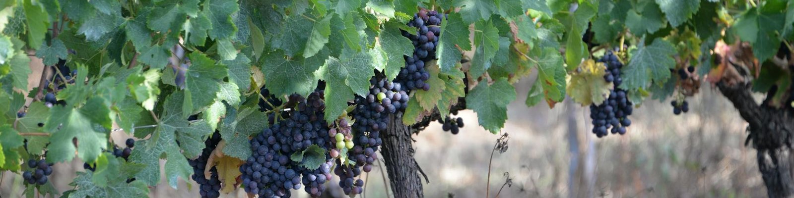 Western Australia - Red wine