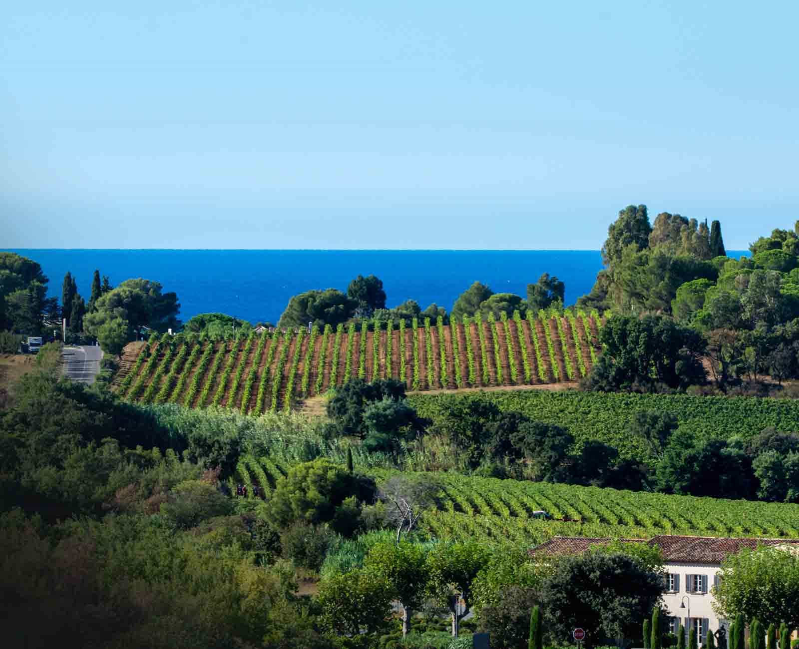 A scenic view of a vineyard with rows of grapevines, bordered by green trees. In the distance, a clear blue ocean meets the horizon under a bright blue sky. A few buildings are nestled among the greenery.