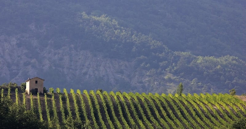 Syrah e Oltre
