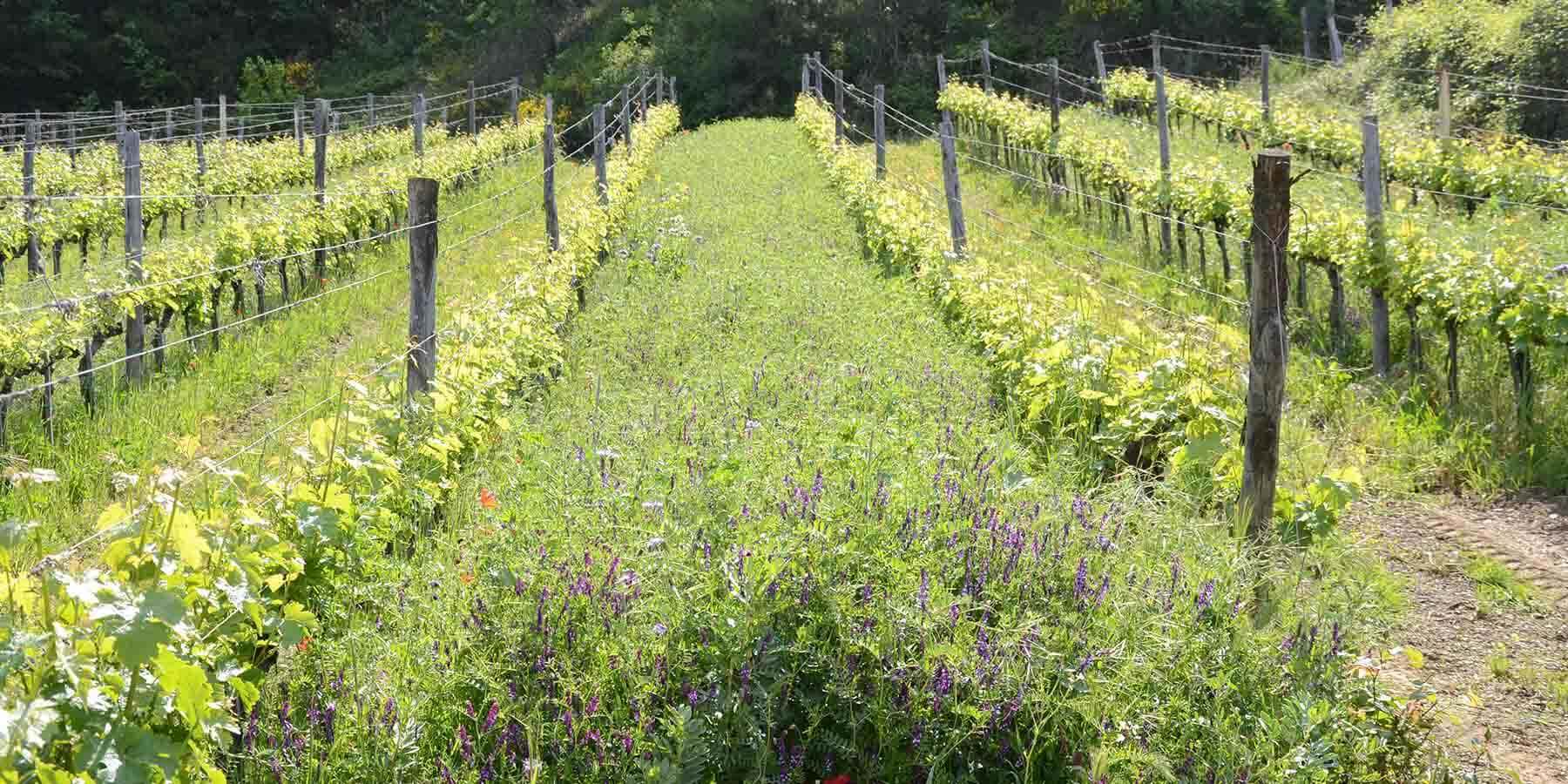 Vibrant vineyard rows stretch into the distance, with lush green grapevines on either side. Wildflowers and grasses grow between the rows under a clear, sunny sky, creating a picturesque and serene scene.